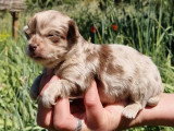 Chiot femelle Chihuahua non LOF à réserver, né en avril 2026