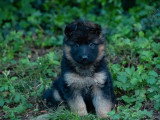 2 chiots Berger Allemand poil long LOF nés en mars 2026 à réserver