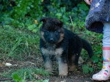 2 chiots Berger Allemand poil long LOF nés en mars 2026 à réserver