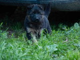 2 chiots Berger Allemand poil long LOF nés en mars 2026 à réserver
