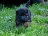 2 chiots Berger Allemand poil long LOF nés en mars 2026 à réserver