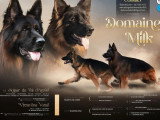 2 chiots Berger Allemand poil long LOF nés en mars 2026 à réserver