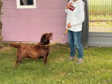 Chien Retriever du Labrador chocolat de 2023 LOF à vendre