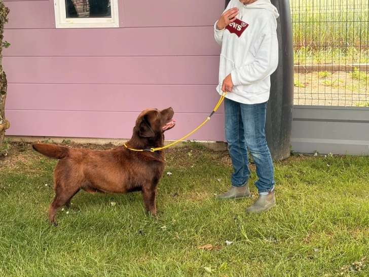 Chien Retriever du Labrador chocolat de 2023 LOF à vendre