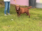 Chien Retriever du Labrador chocolat de 2023 LOF à vendre