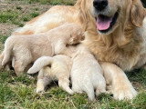 Portée de 7 Golden Retriever LOF à réserver nés en avril 2026