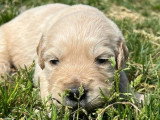 Portée de 7 Golden Retriever LOF à réserver nés en avril 2026
