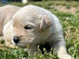 Portée de 7 Golden Retriever LOF à réserver nés en avril 2026