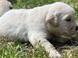 Portée de 7 Golden Retriever LOF à réserver nés en avril 2026