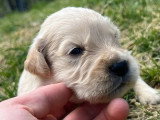 Portée de 7 Golden Retriever LOF à réserver nés en avril 2026