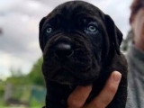 8 chiots Cane Corso LOF nés en avril 2026 à réserver