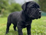 8 chiots Cane Corso LOF nés en avril 2026 à réserver