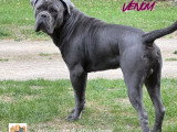 8 chiots Cane Corso LOF nés en avril 2026 à réserver