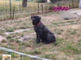 8 chiots Cane Corso LOF nés en avril 2026 à réserver
