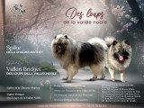 Magnifiques chiots Spitz Loup LOF à vendre