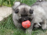 Magnifiques chiots Spitz Loup LOF à vendre