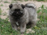 Magnifiques chiots Spitz Loup LOF à vendre