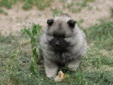 Magnifiques chiots Spitz Loup LOF à vendre