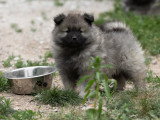 Magnifiques chiots Spitz Loup LOF à vendre