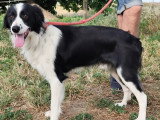 En attente d'un foyer : chiot mâle Border Collie de 6 mois au pelage noir et blanc