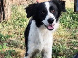 En attente d'un foyer : chiot mâle Border Collie de 6 mois au pelage noir et blanc