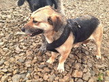 À adopter : chienne d'un an et demi au pelage noir et feu