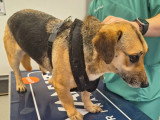 À adopter : chienne d'un an et demi au pelage noir et feu