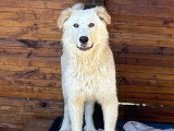 En quête d'un foyer : chiot mâle de 7 mois au pelage beige