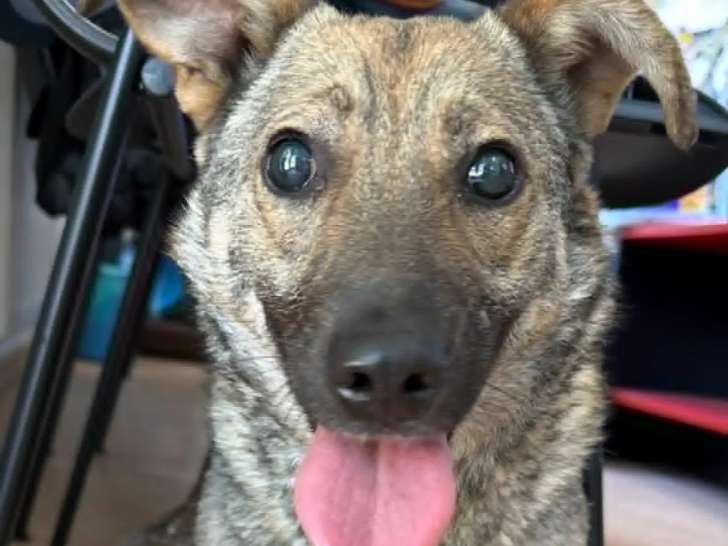 Prête pour l'adoption : chienne de 2 ans au pelage fauve charbonné