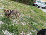 Prête pour l'adoption : chienne de 2 ans au pelage fauve charbonné
