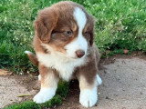 Quatre chiots Berger Américain Miniature mâles de mars 2026 à réserver non LOF