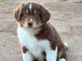 Quatre chiots Berger Américain Miniature mâles de mars 2026 à réserver non LOF