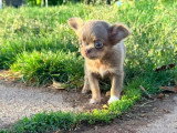 6 chiots femelles Chihuahua poil long nées en mars 2026 à réserver non LOF