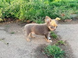 6 chiots femelles Chihuahua poil long nées en mars 2026 à réserver non LOF
