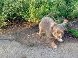 6 chiots femelles Chihuahua poil long nées en mars 2026 à réserver non LOF