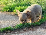 6 chiots femelles Chihuahua poil long nées en mars 2026 à réserver non LOF