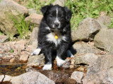 Chiot Border Collie mâle noir et blanc LOF à vendre mars 2026