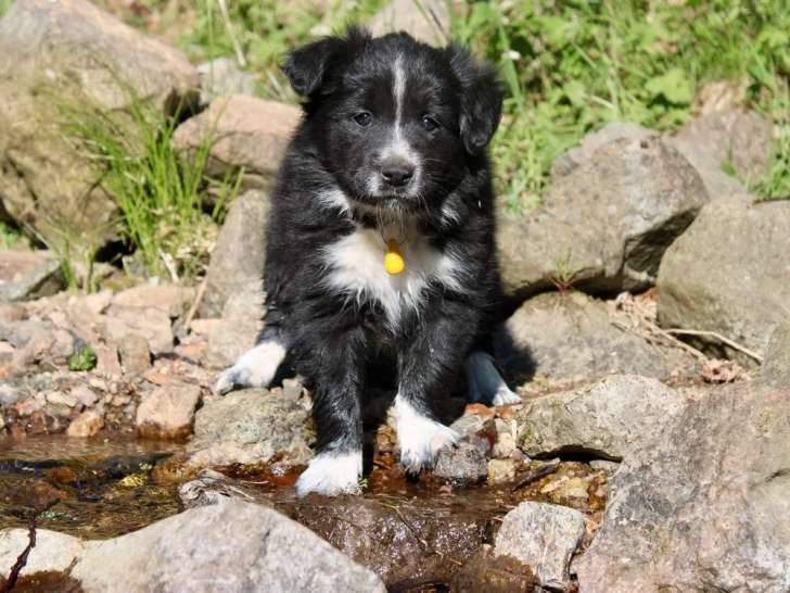 Chiot Border Collie mâle noir et blanc LOF à vendre mars 2026