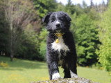 Chiot Border Collie mâle noir et blanc LOF à vendre mars 2026