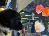 Chiot Border Collie mâle noir et blanc LOF à vendre mars 2026