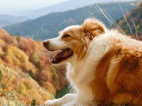Chiot Border Collie mâle noir et blanc LOF à vendre mars 2026