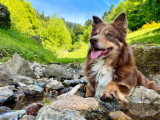 Chiot Border Collie mâle noir et blanc LOF à vendre mars 2026