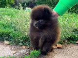 Deux chiots mâles Pomchi non LOF à vendre, nés en mars 2026