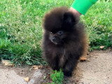 Deux chiots mâles Pomchi non LOF à vendre, nés en mars 2026