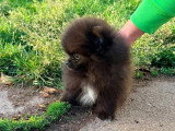 Deux chiots mâles Pomchi non LOF à vendre, nés en mars 2026