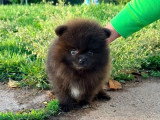 Deux chiots mâles Pomchi non LOF à vendre, nés en mars 2026