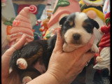 Chiot Berger Américain Miniature mâle noir tricolore à réserver non LOF