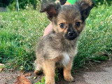 3 chiots mâles Pomchi fauves bringés non LOF de mars 2026 en vente