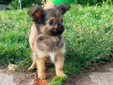 3 chiots mâles Pomchi fauves bringés non LOF de mars 2026 en vente