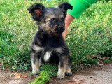 3 chiots mâles Pomchi fauves bringés non LOF de mars 2026 en vente